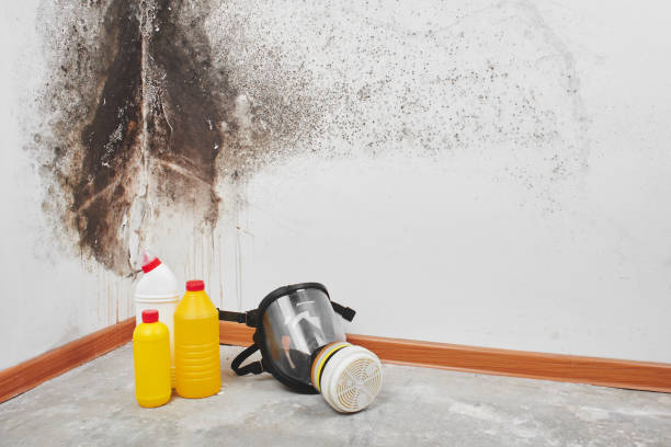 Professional Mold Removal in Waverly, IA