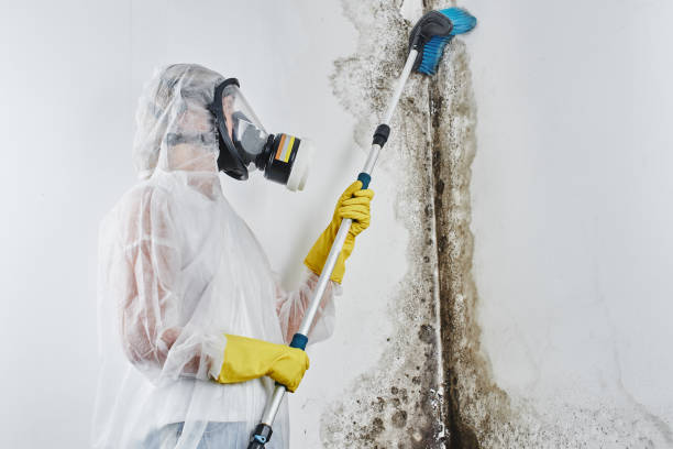 Best Toxic Mold Removal  in Waverly, IA