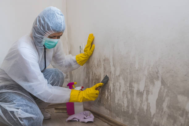Best Affordable Mold Removal  in Waverly, IA