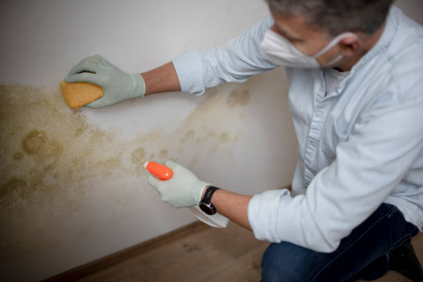Best Mold Cleaning Services  in Waverly, IA