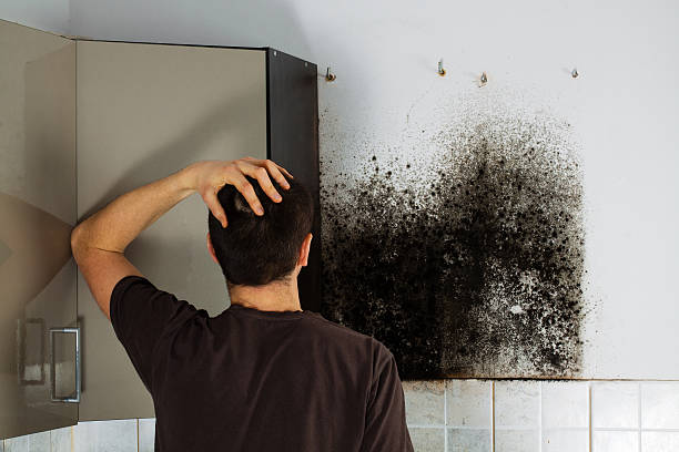 Best Mold Removal Company Near Me  in Waverly, IA